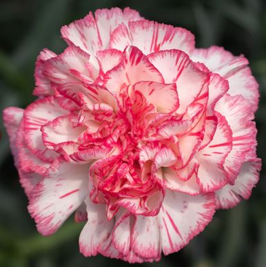 Гвоздика шприц бланко роса в Москве