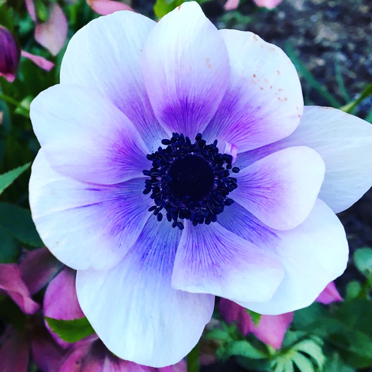 Anemone white blue