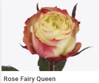 Rose fairy queen