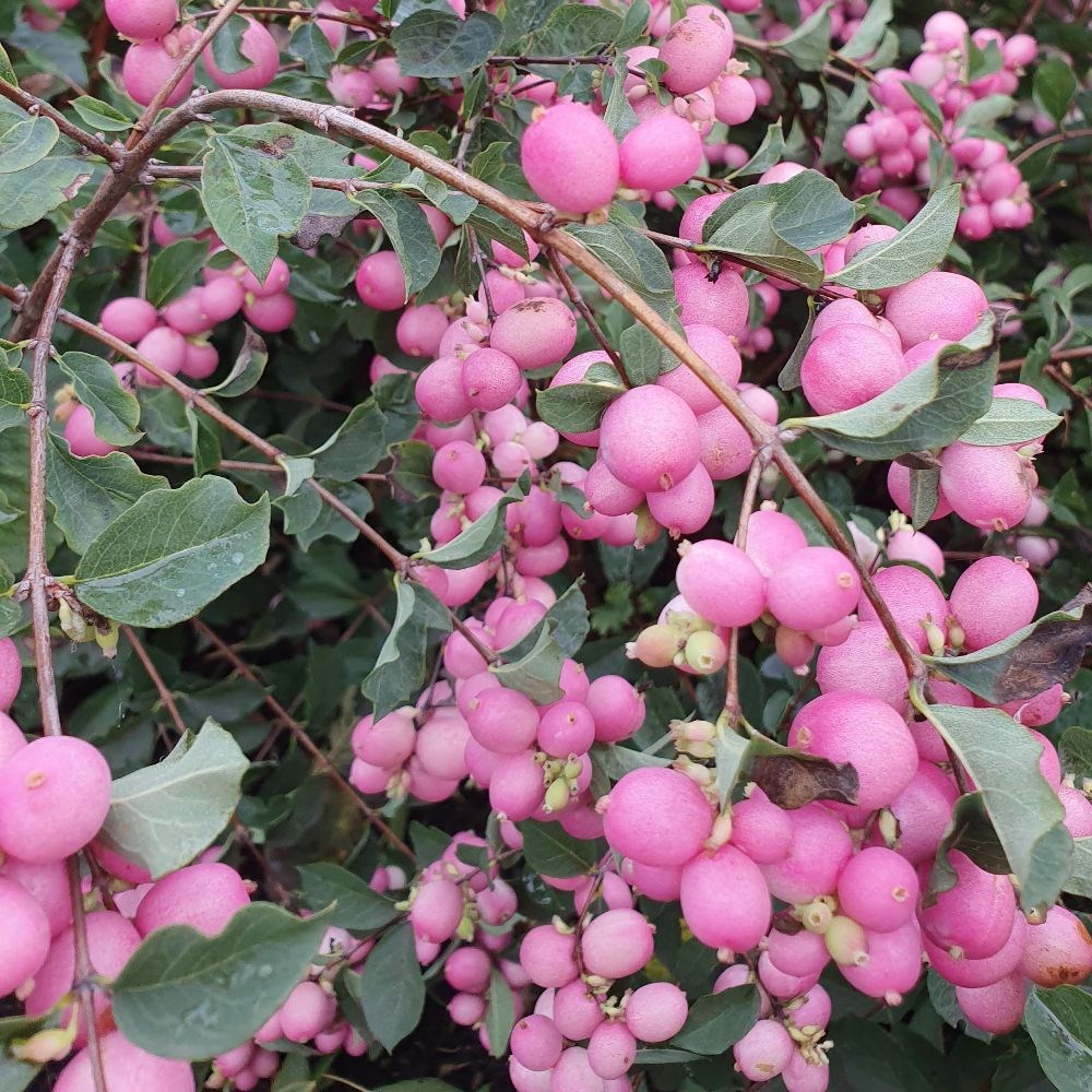 Symphoricarpos magical ruby falls