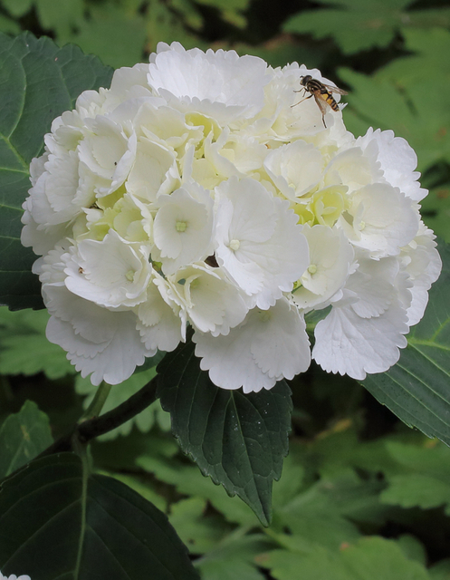 Hydrangea bianca