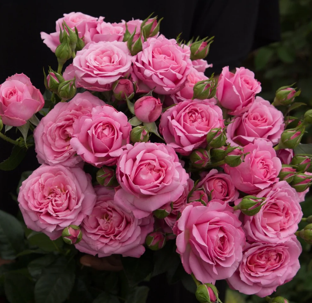 Rose spray julietta princessa