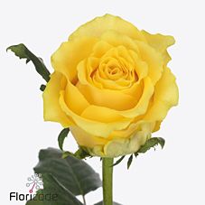 Rose golden smile