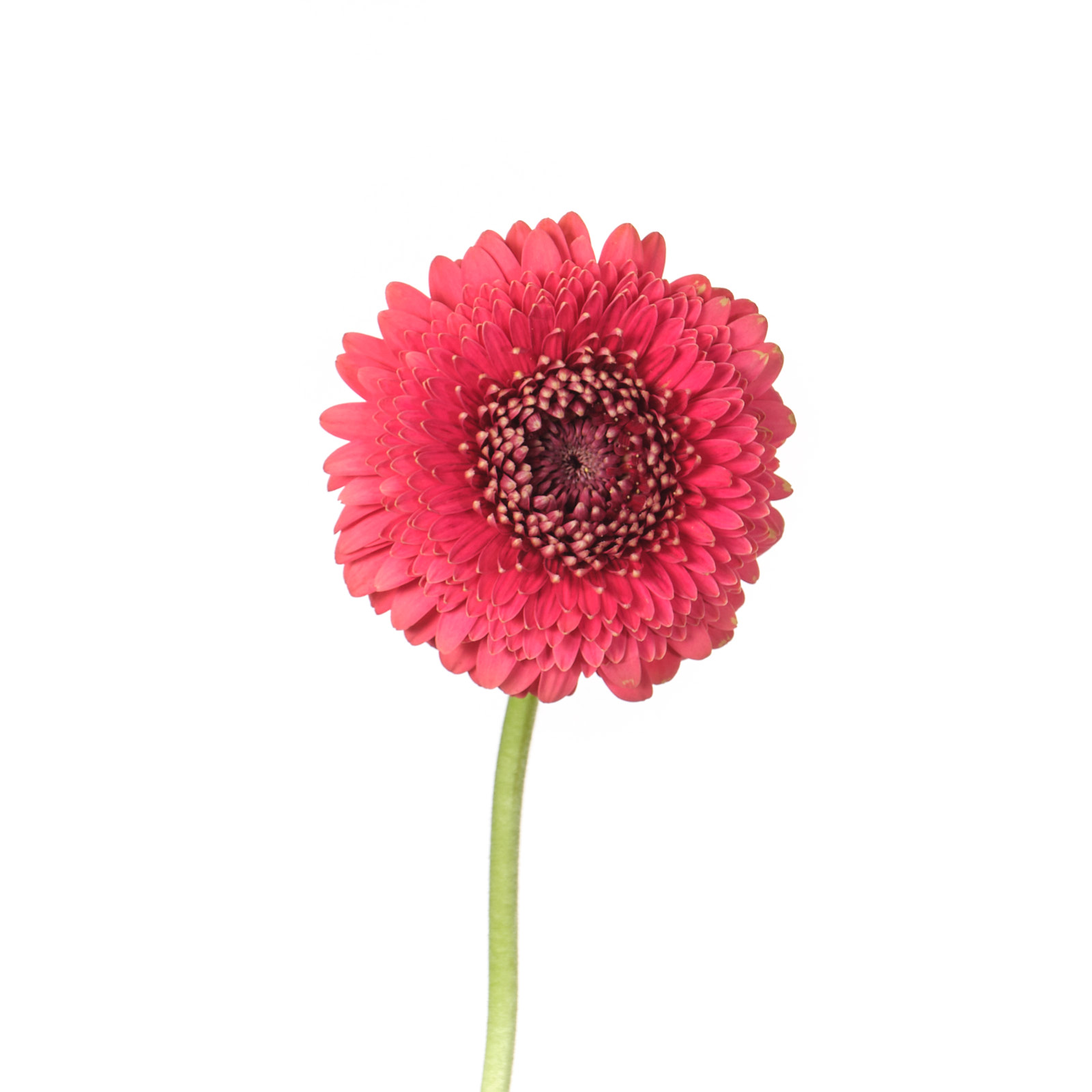 Gerbera gerponi louen