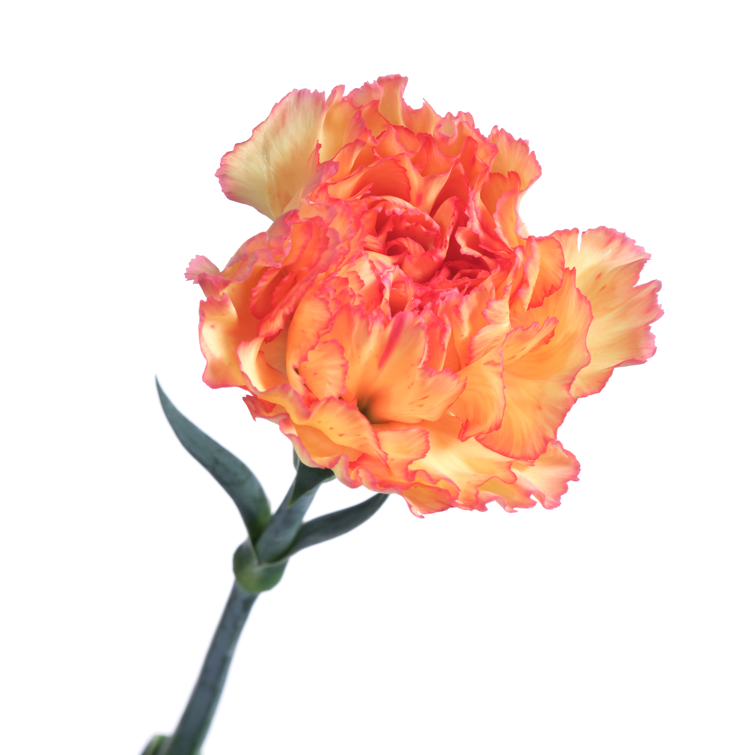 Carnation boiro