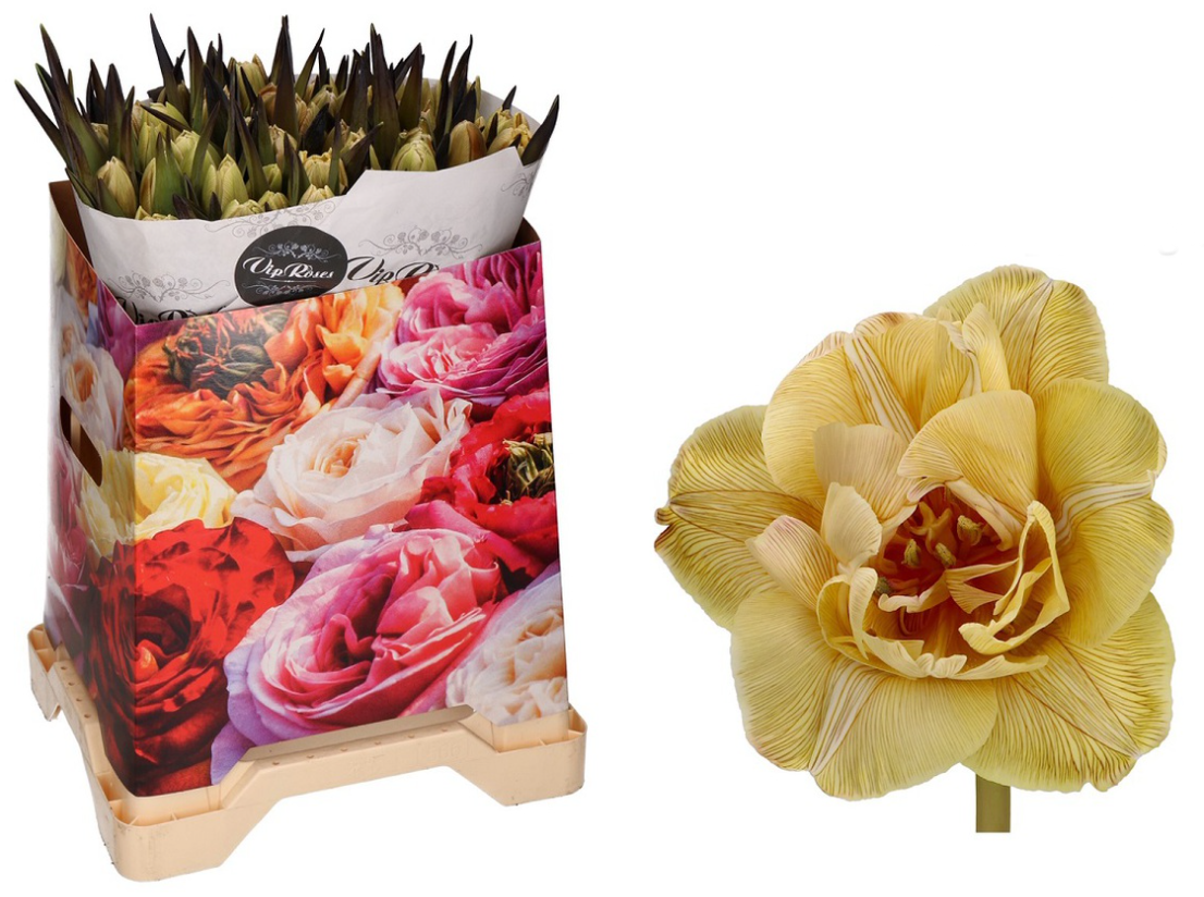 Тюльпан ду дабл софт карамель