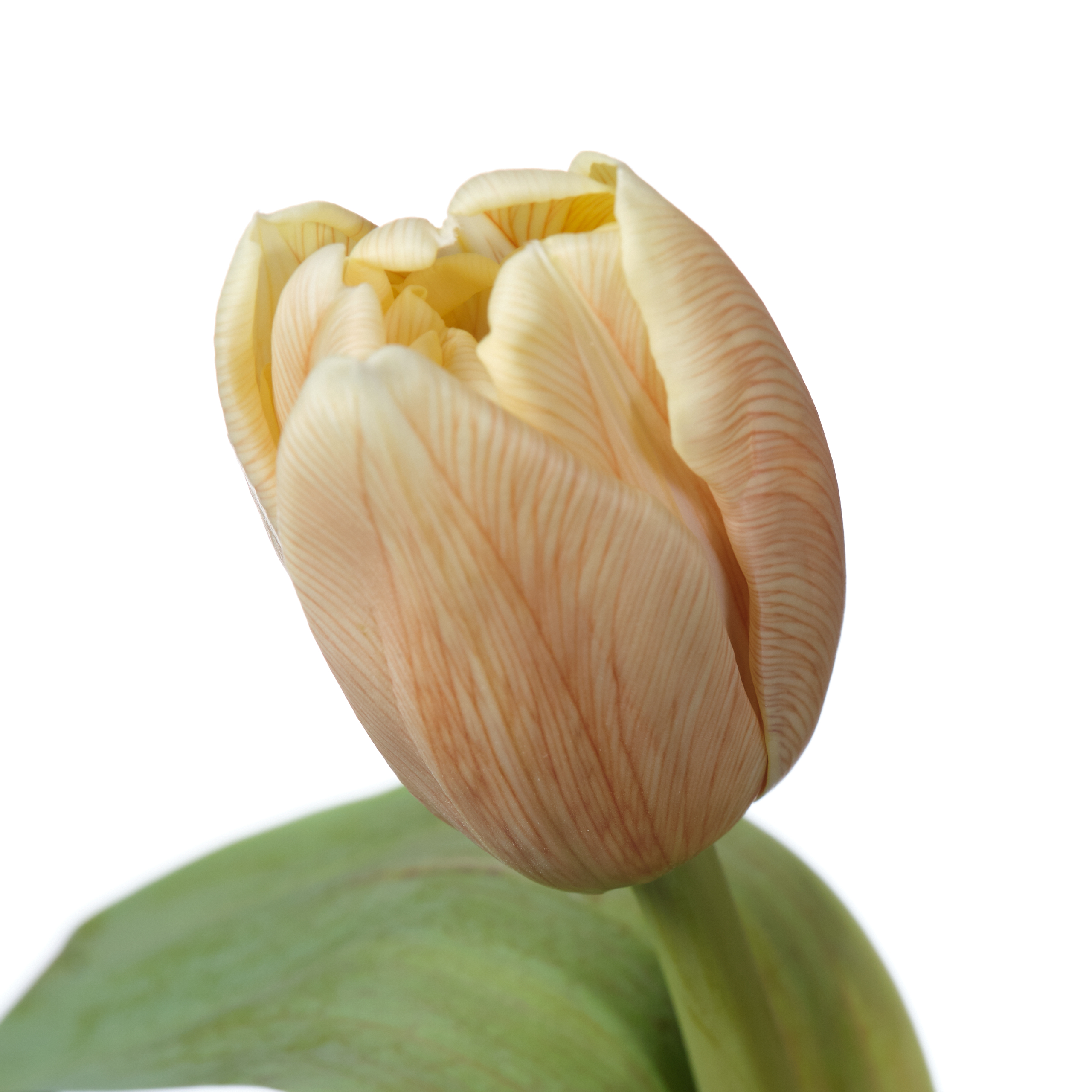 Tulip enkel gypsy brown