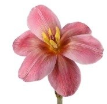 Tulip enkel gypsy brown