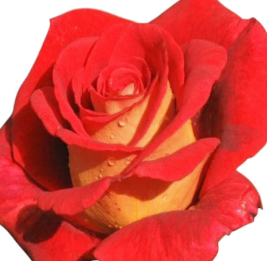 Rose cleopatra