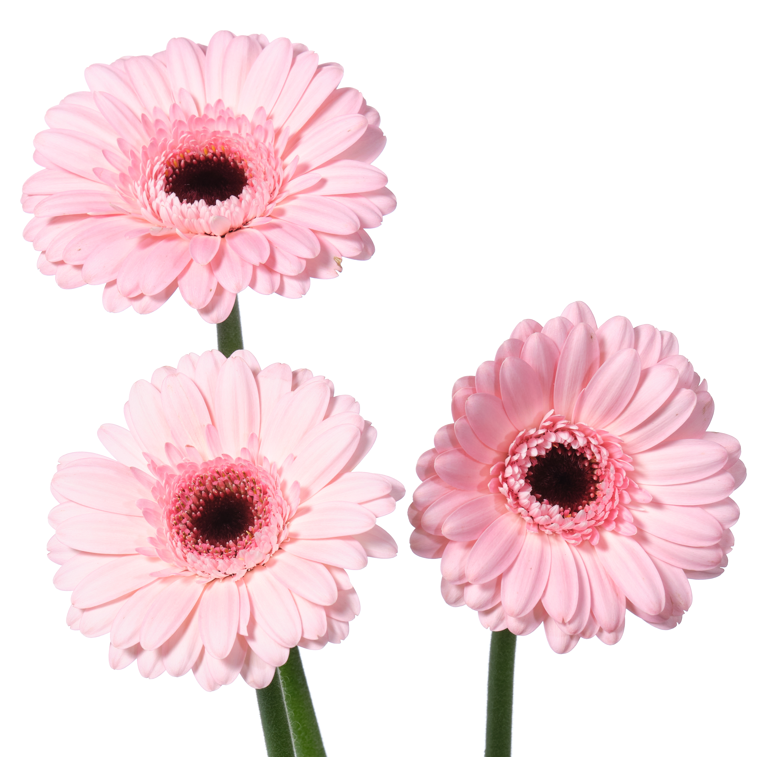 Гербера мини джеки