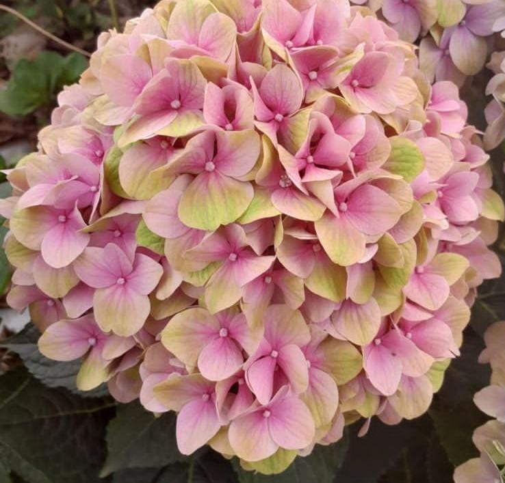 Hydrangea magical tender love pink