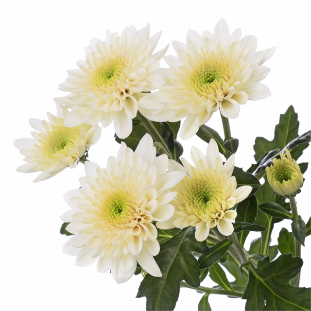 Chrysanthemum single vanilla sorbet
