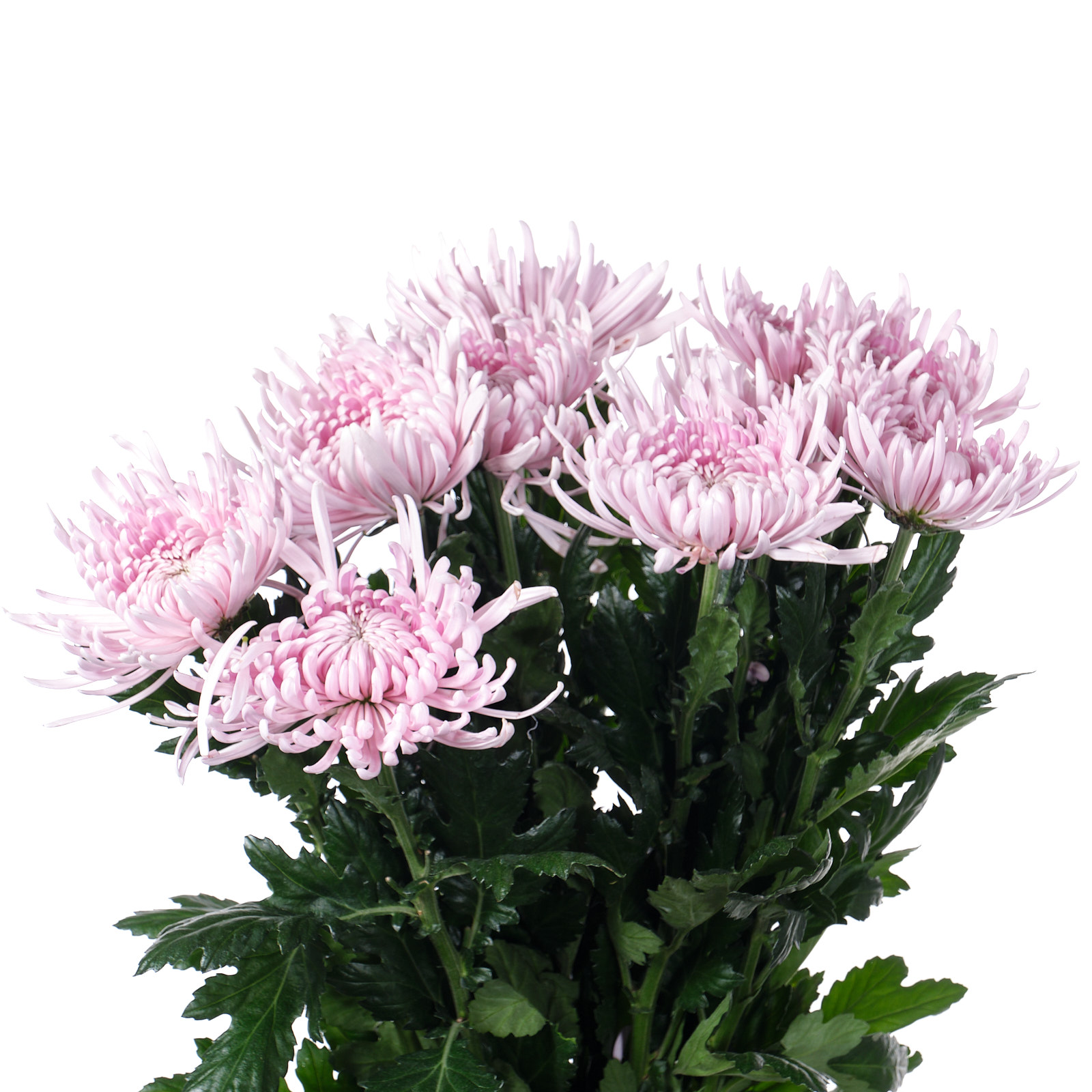 Chrysanthemum single cipria