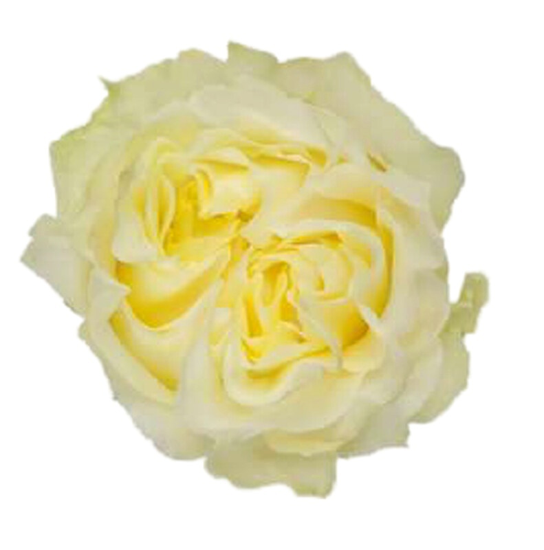 Rose creamy kiss