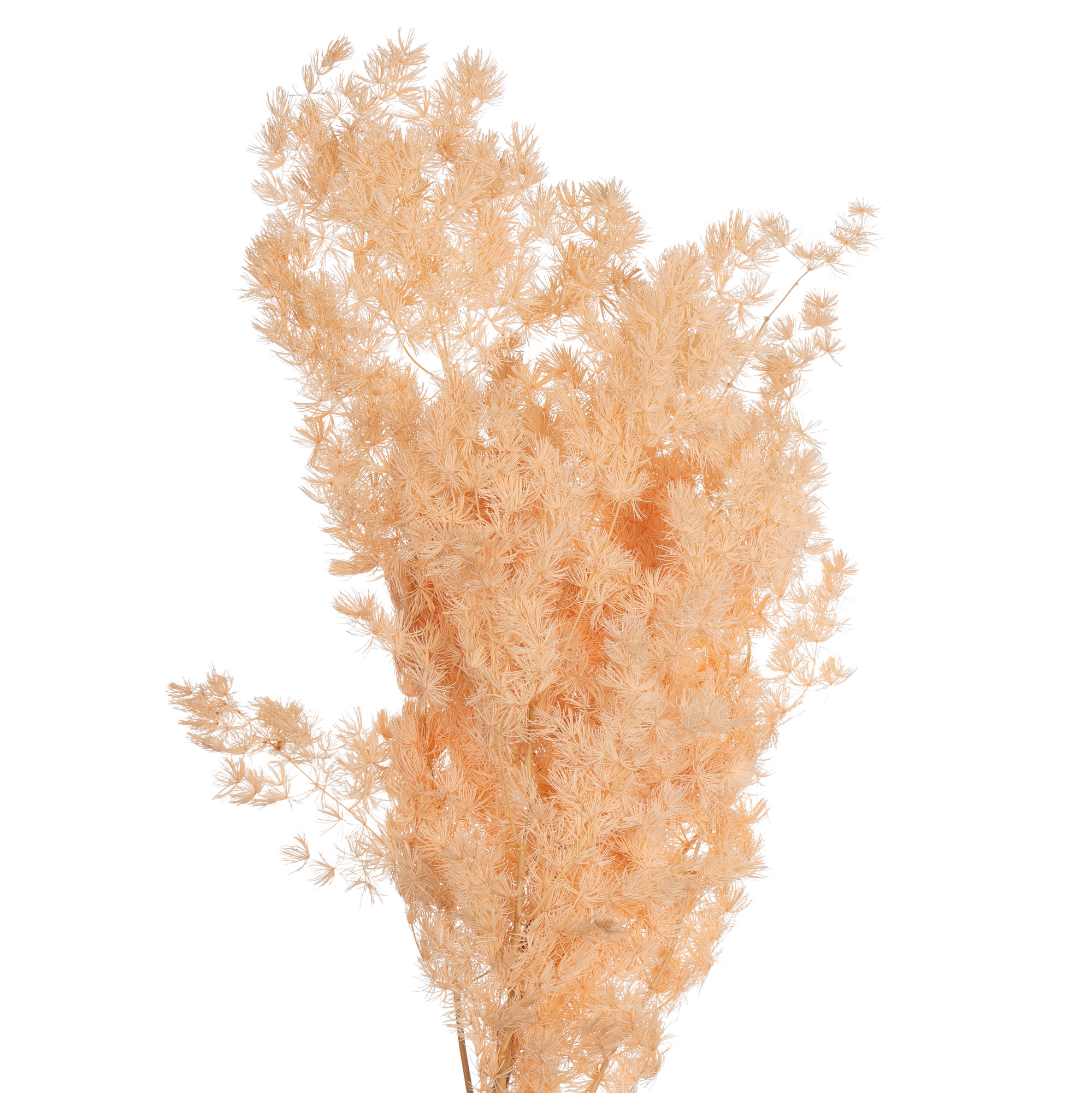 Листья Аспарагус стабилизированный мириокладус минг шампань