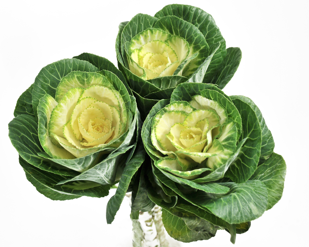 Брассика кондор вайт в Москве