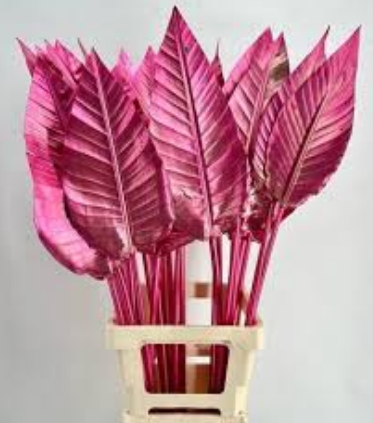 Blad Strelitzia dyed cherry & gold