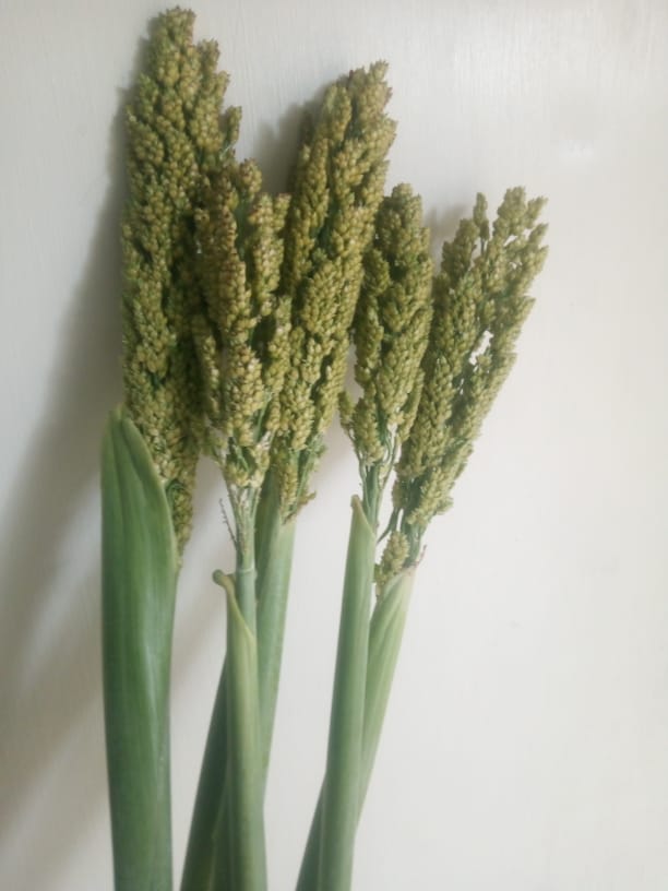 Sorghum green