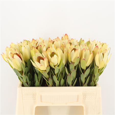 Леукадендрон дисколор пом-пом ред в Санкт-Петербурге