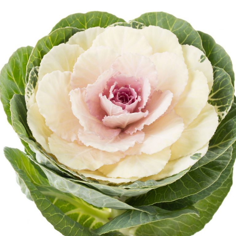 Брассика эмпайер федора в Москве