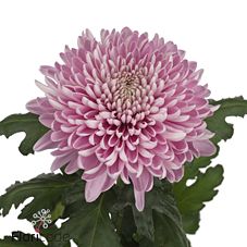 Chrysanthemum single hornbill 