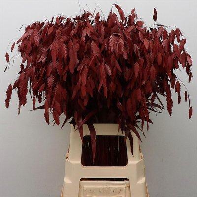 Chasmanthium dyed bordeaux 