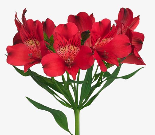 Альстромерия мариан