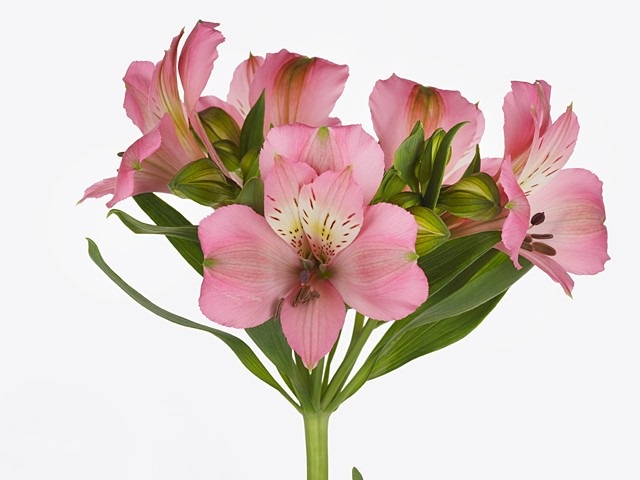 Альстромерия пош пинк в Москве