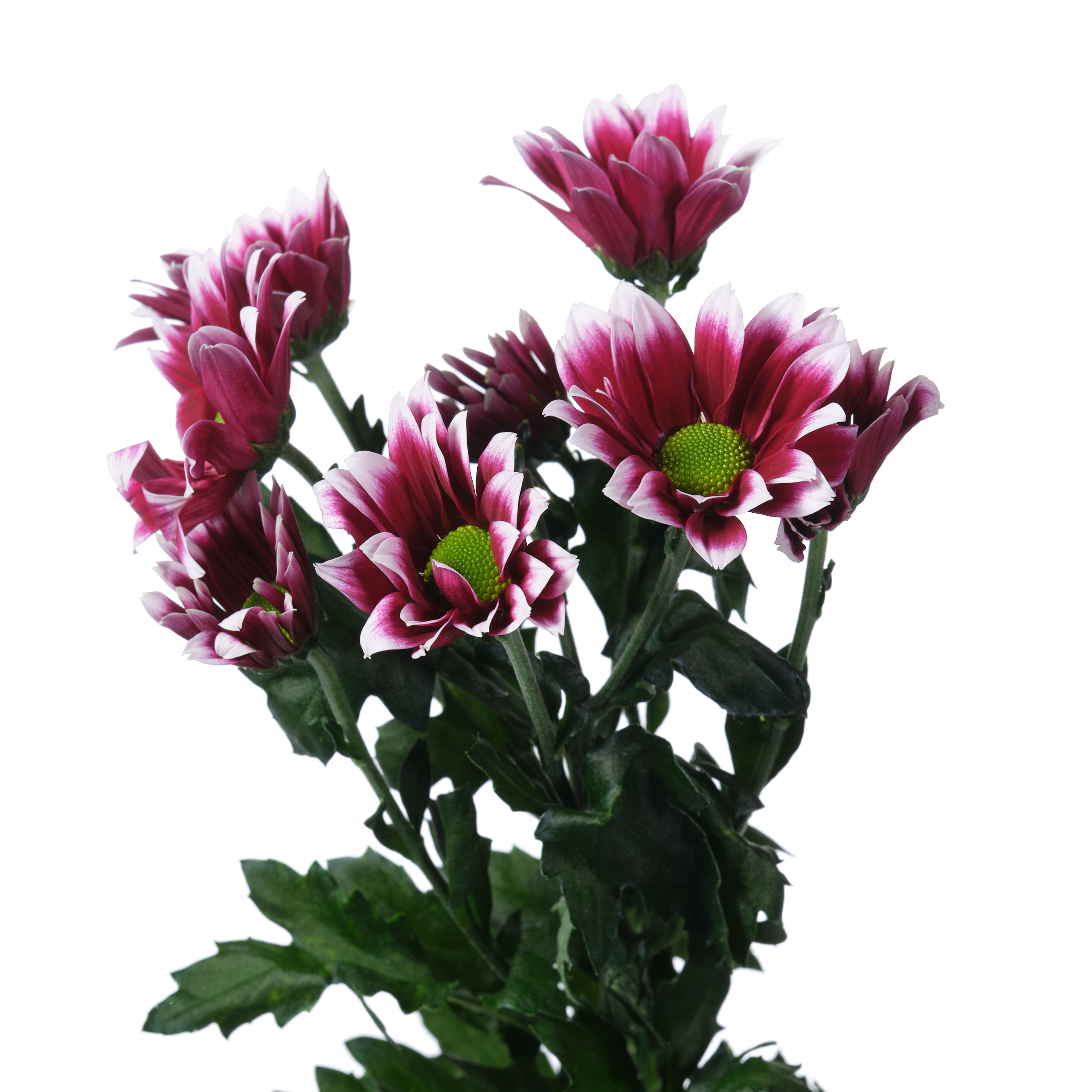 Chrysanthemum spray together dark