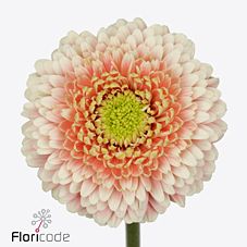 Гербера мини болеро луцилуци