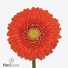 Гербера мини болеро видавида