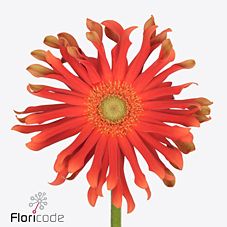 Гербера пастини варесе