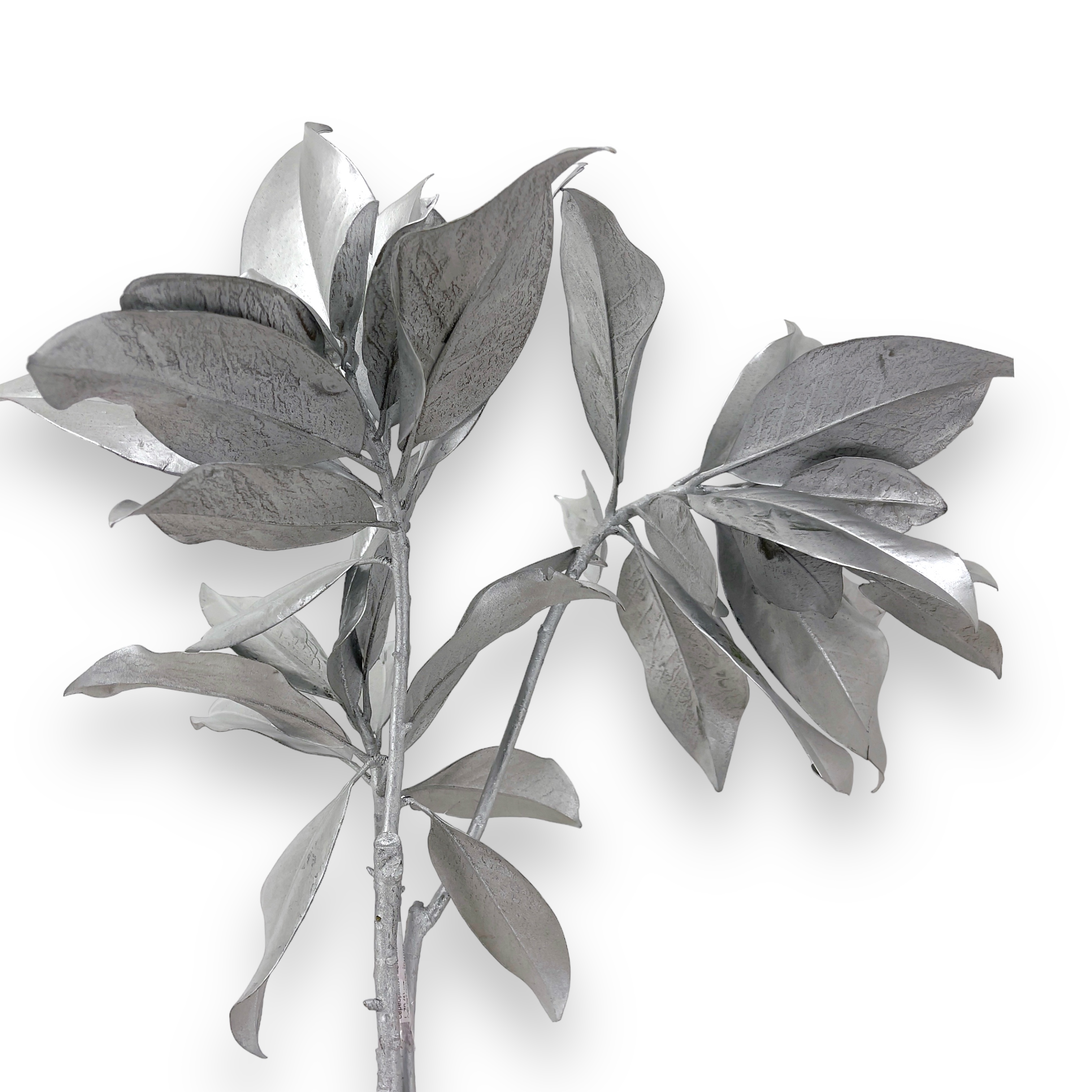 Листья Магнолия краш. серебряный металлик в Москве
