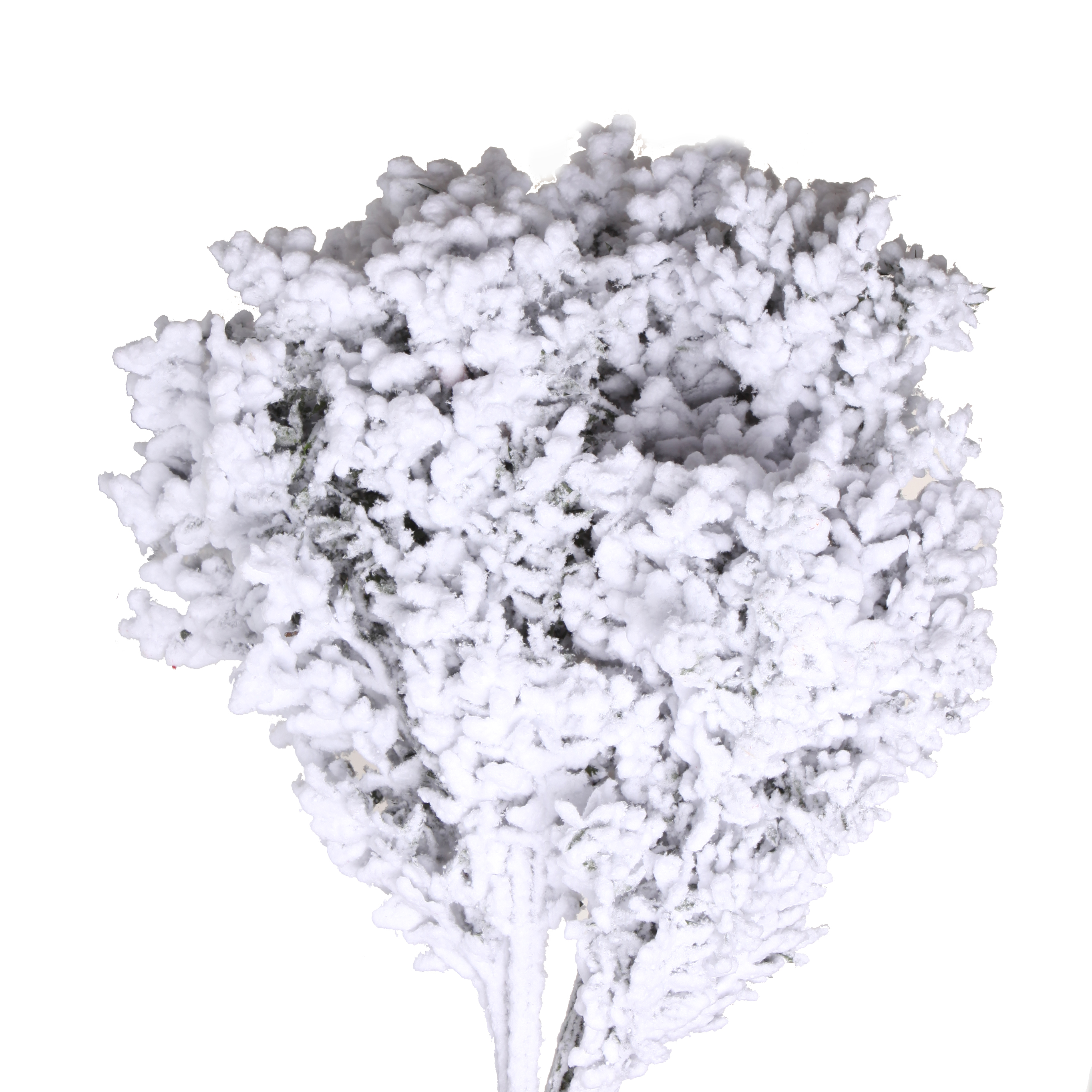 Листья Рускус белый заснеженный