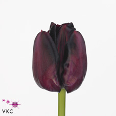 Tulip enkel red saigon