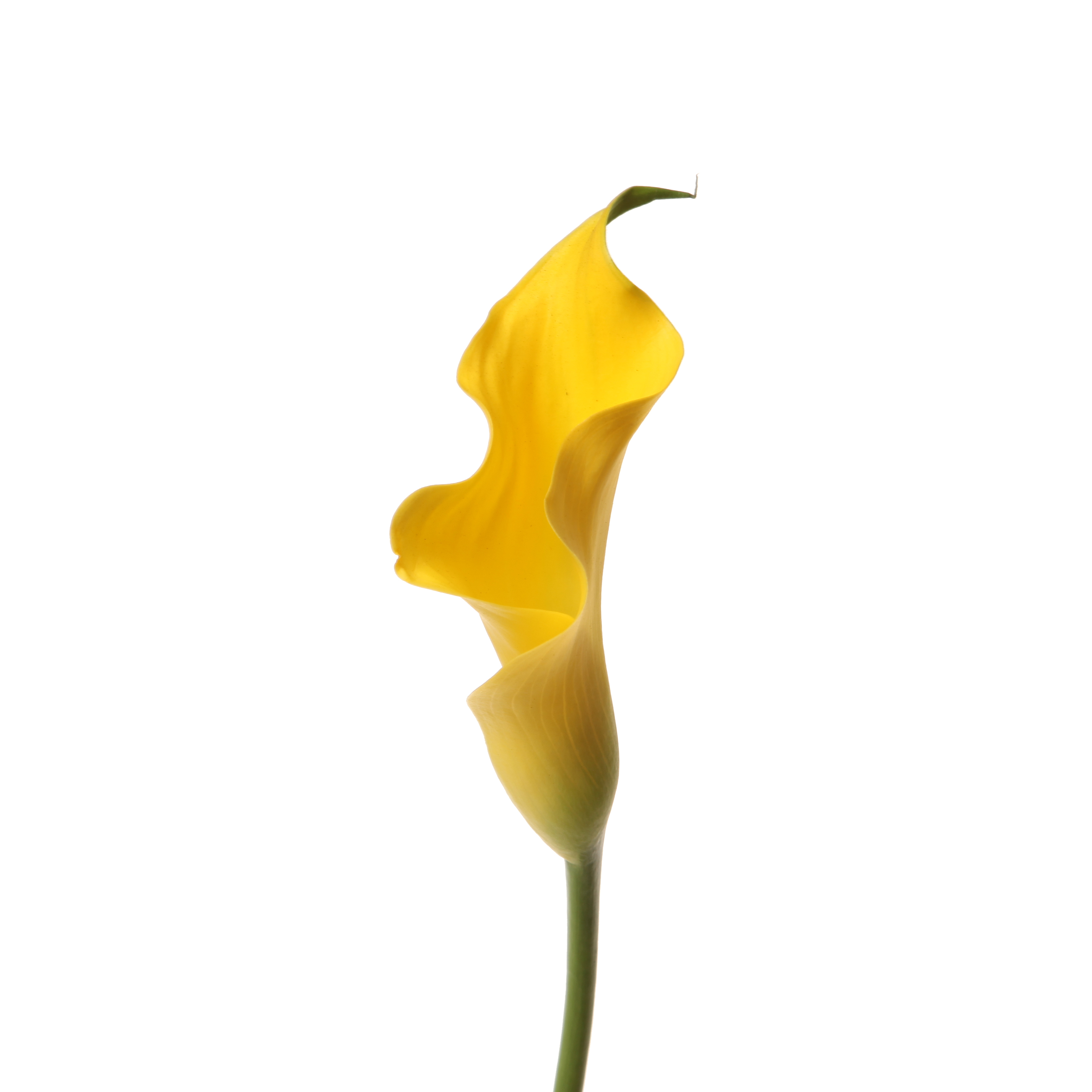 Zantedeschia monte carlo