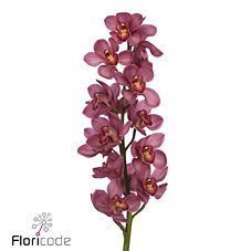 Cymbidium red moon