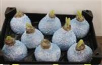 Декор луковица гиппеаструм в воске голубая заснеженная