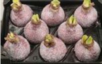 Декор луковица гиппеаструм в воске лавандовая заснеженная в Москве