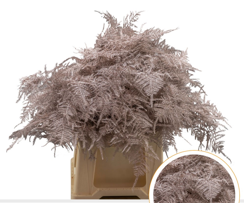 Листья Аспарагус плюмосус краш. платиновый в Санкт-Петербурге