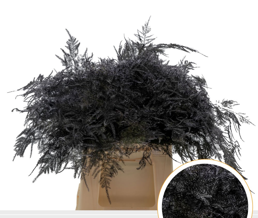 Blad Asparagus plumosus dyed black