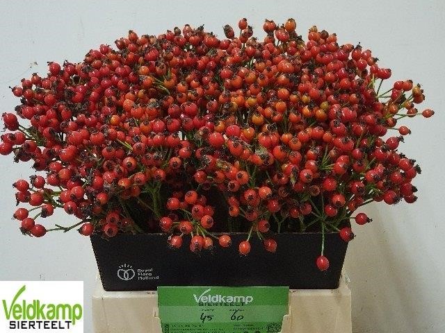 Rose rose hip magical sunset | Wholesale flowers, plants and supplies Rose rose hip magical sunset
