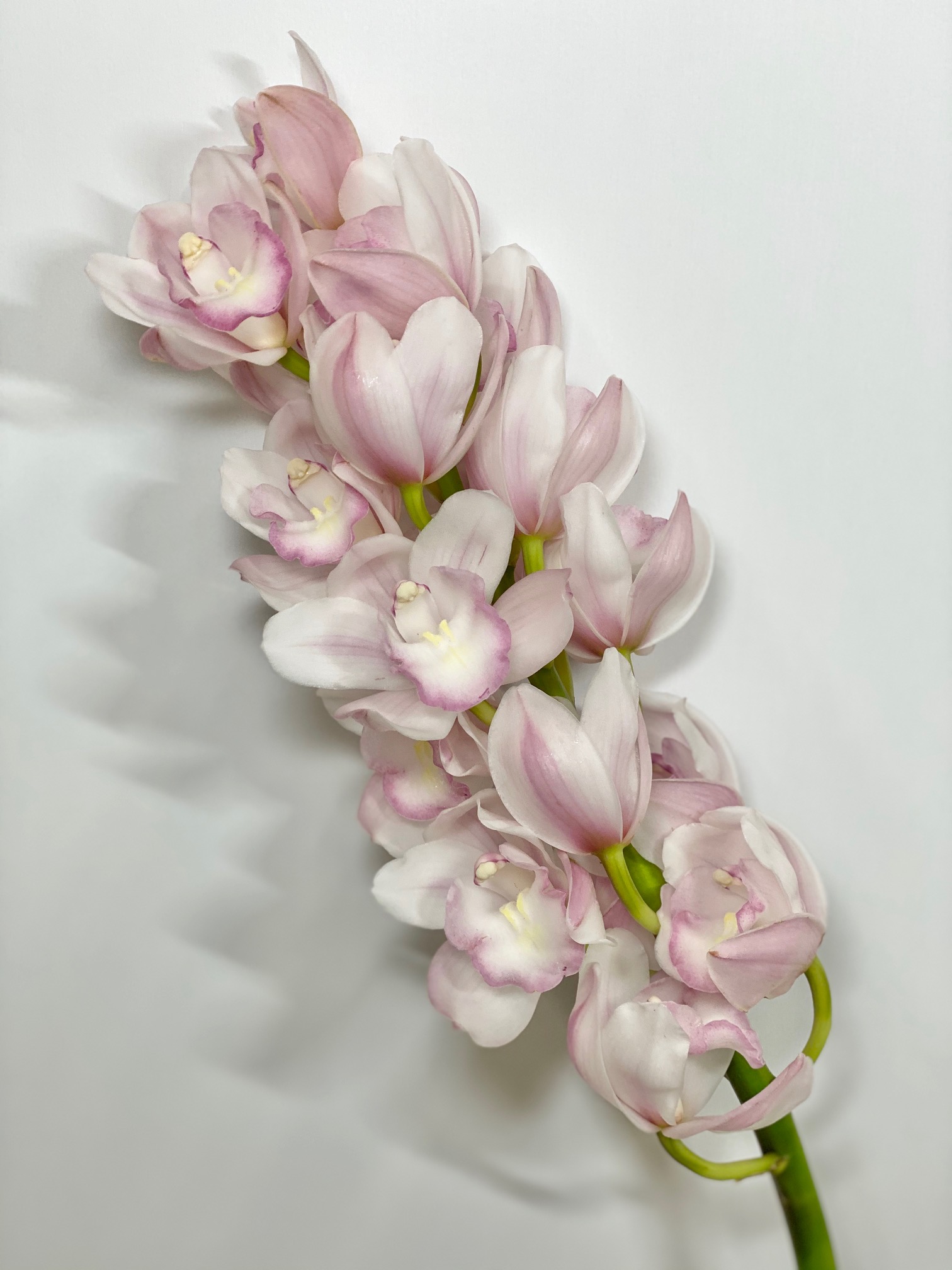 Cymbidium aikosama