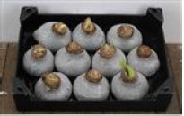 Декор луковица гиппеаструм топлайн в воске серебряная с блестками