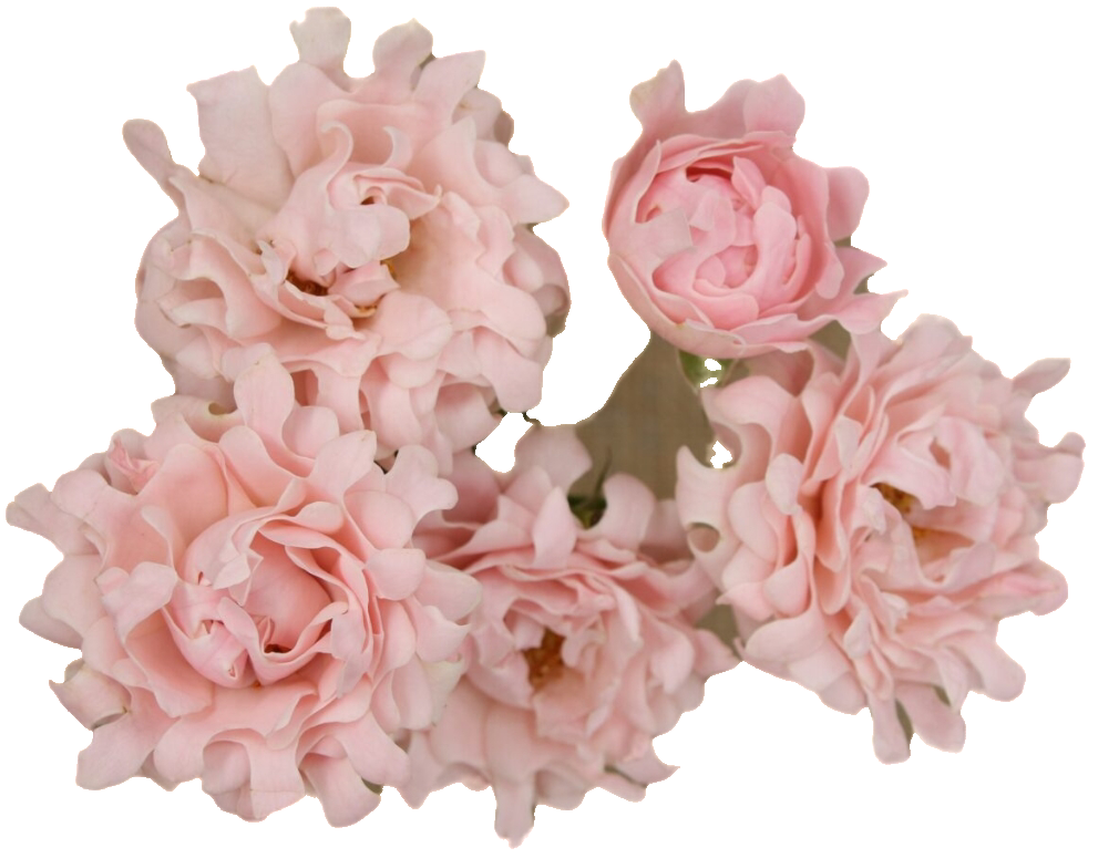 Rose spray sofine