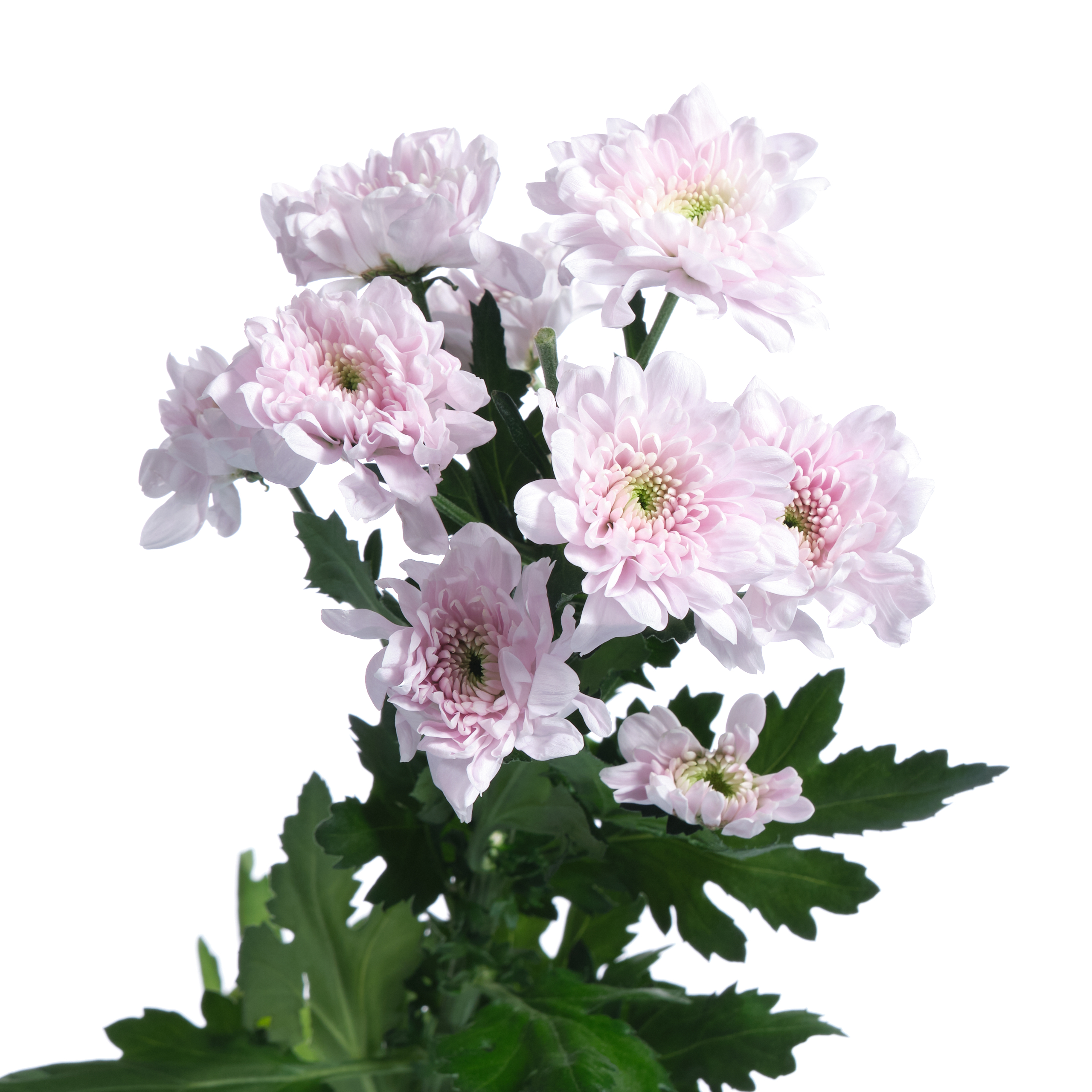 Chrysanthemum spray karma pink