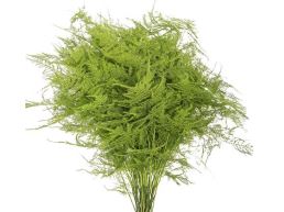 Листья Аспарагус плюмозус лонг краш. эпплгрин в Санкт-Петербурге