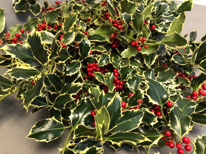 Blad Ilex berries red