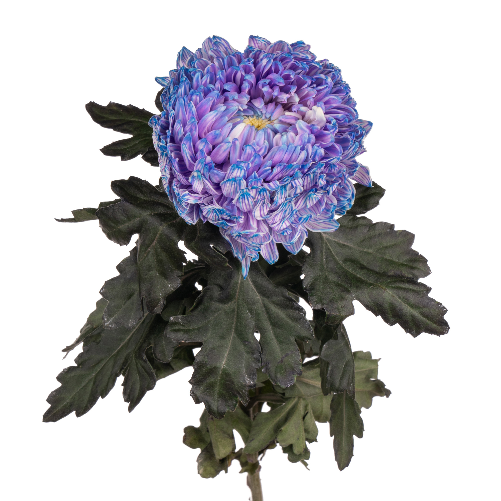 Chrysanthemum single purple