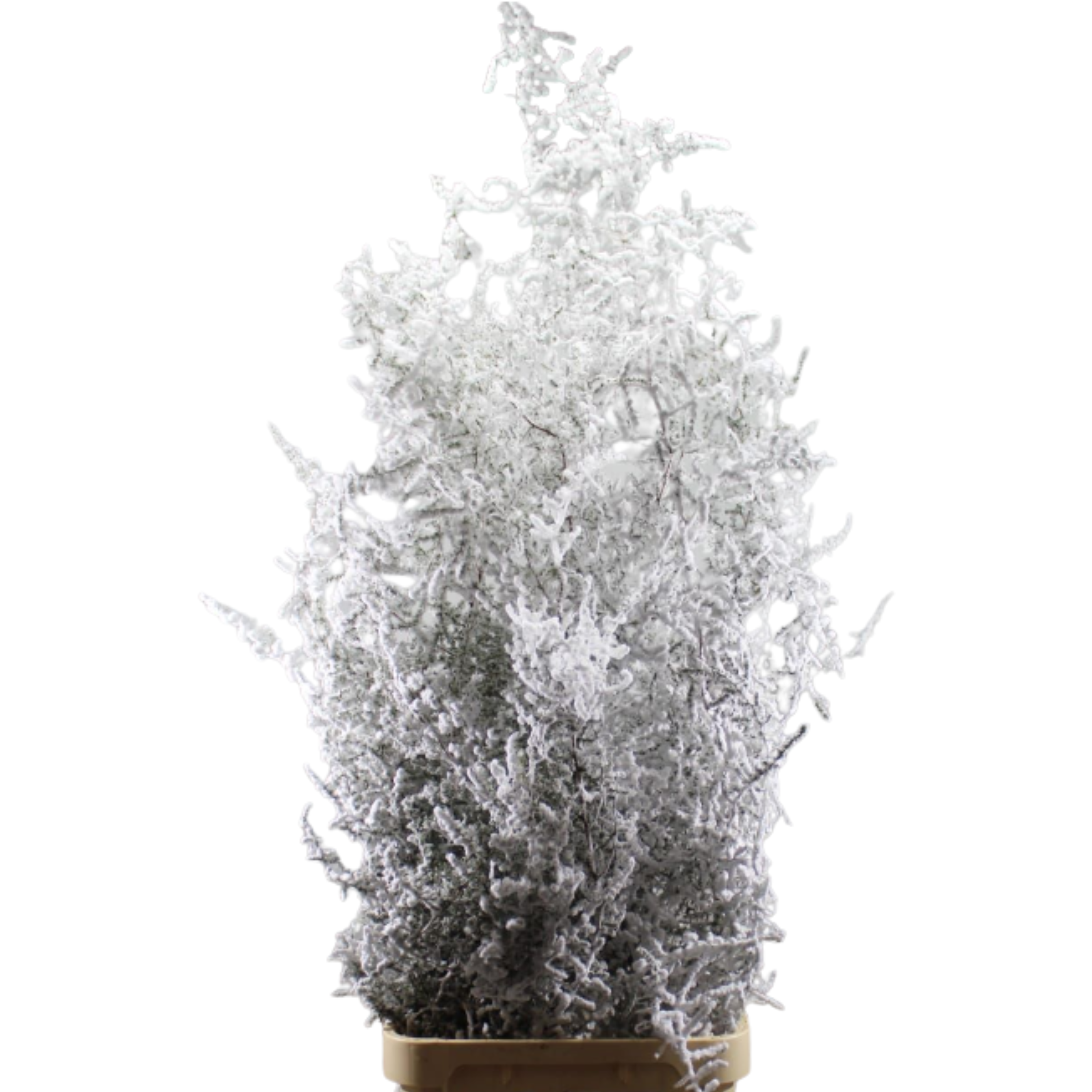 Blad Asparagus wild snow